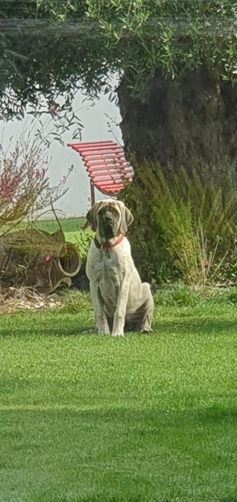 Rubis ravage des Mastiffs d'Enfer