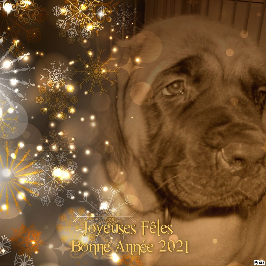 Riya - ness des Mastiffs d'Enfer