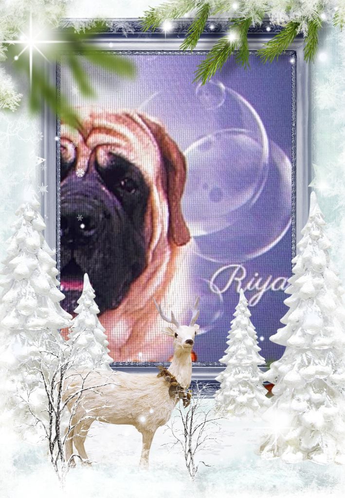 Riya - ness des Mastiffs d'Enfer