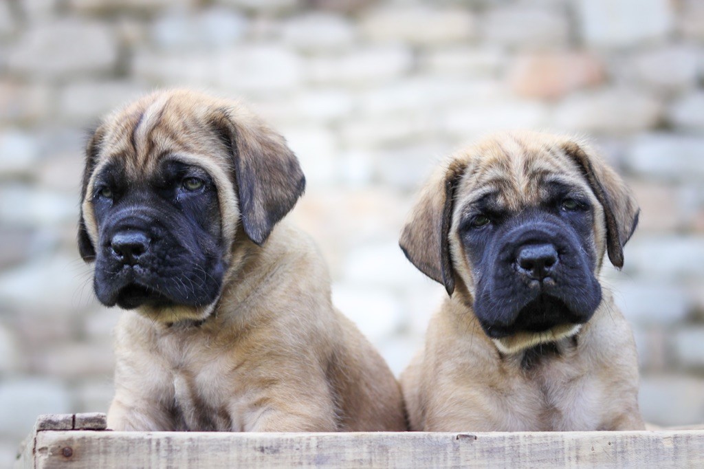 chiot Mastiff du moulin de Guermeur