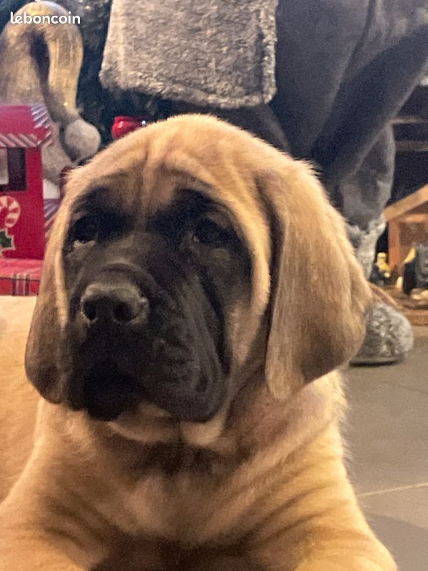 chiot Mastiff du moulin de Guermeur