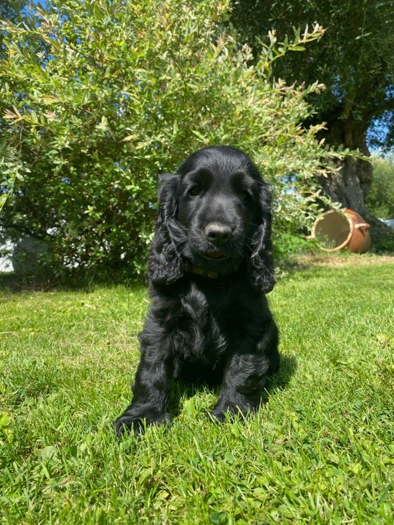 chiot Cocker Spaniel Anglais du moulin de Guermeur