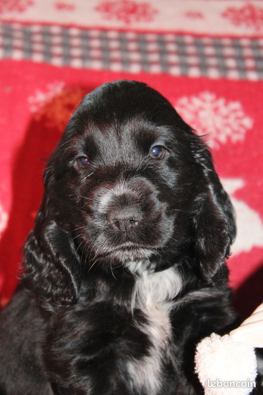 du moulin de Guermeur - Cocker Spaniel Anglais - Portée née le 25/10/2021